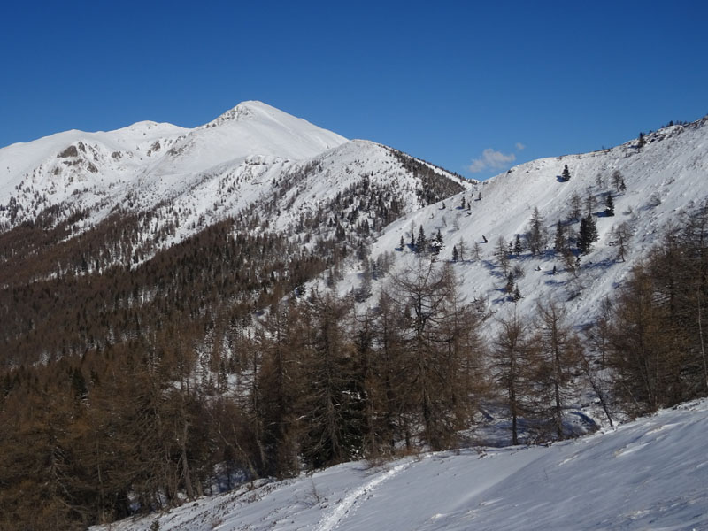 Cincia bigia alpestre / Poecile montanus